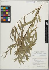 Foto von Salix linearifolia E. L. Wolf